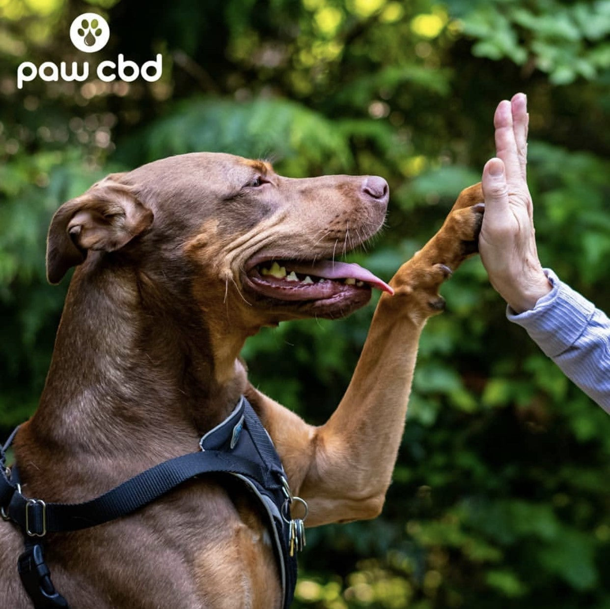Top-Rated CBD for Pets: Unlock Health, Happiness, and Harmony Today!